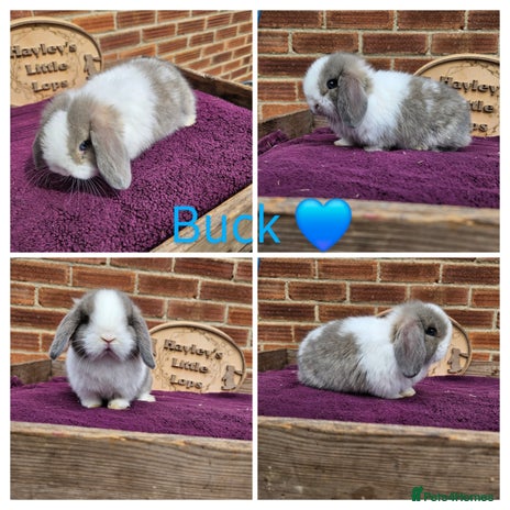 Mini Lop rabbits - Advert 16