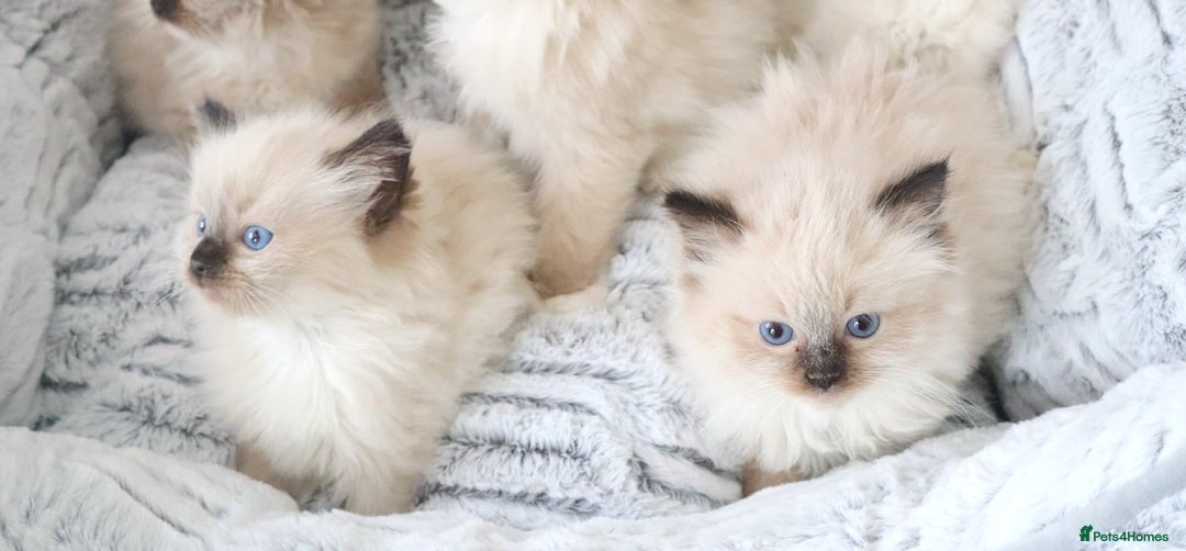 Ragdoll cats for sale: INDOOR FULL PEDIGREE RAGDOLL KITTENS - Image 12