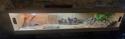 Bearded Dragon reptiles for sale: 4ft vivarium for bearded dragon or similar  in Keighley - Advert 2