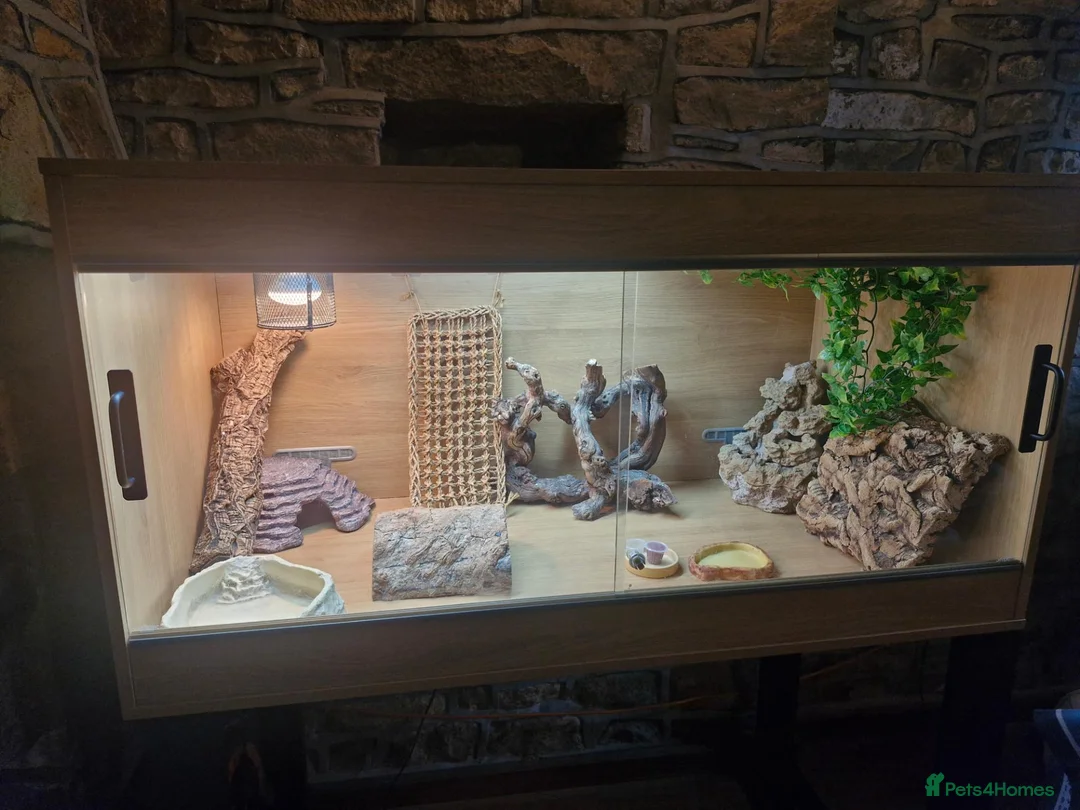 Bearded Dragon reptiles for sale: 4ft vivarium for bearded dragon or similar  in Keighley - Advert 2