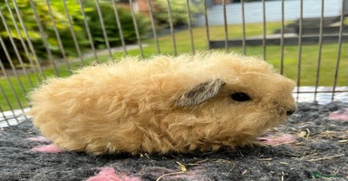 Guinea Pig rodents - Advert 16