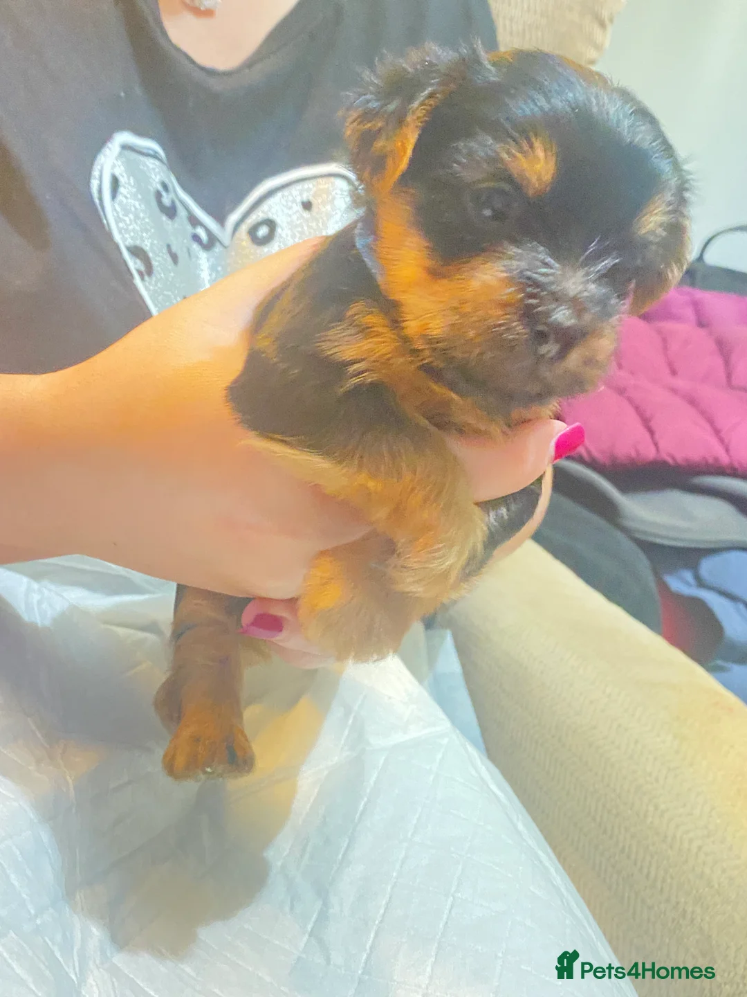 Yorkshire Terrier dogs for sale: 4 Stunning Minature Yorkshire terriers for sale  - Advert 33