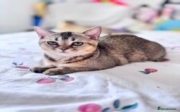 Scottish Fold cats for sale: Pedigree Kitten girl looking for a family  - Image 4
