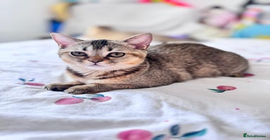 Scottish Fold cats - Advert 10
