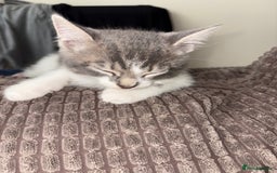 Mixed Breed cats for sale: Kitten - Image 2