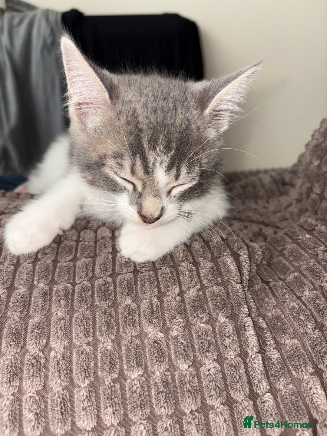Mixed Breed cats for sale: Kitten - Image 2