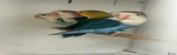 Lovebirds birds for sale: Stunning Various Baby Lovebirds  - Advert 2