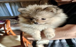 Pomeranian dogs for sale: 💕 Sweet & Playful Pomeranian Girl Puppy - Image 3