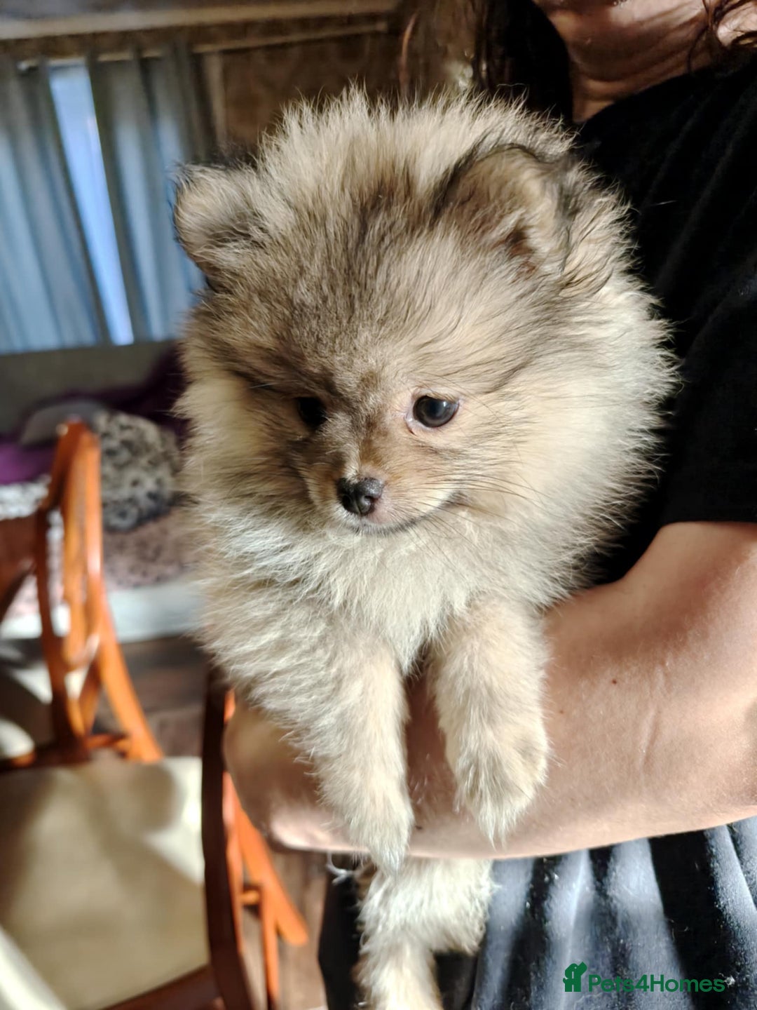 Pomeranian dogs for sale: 💕 Sweet & Playful Pomeranian Girl Puppy - Image 3