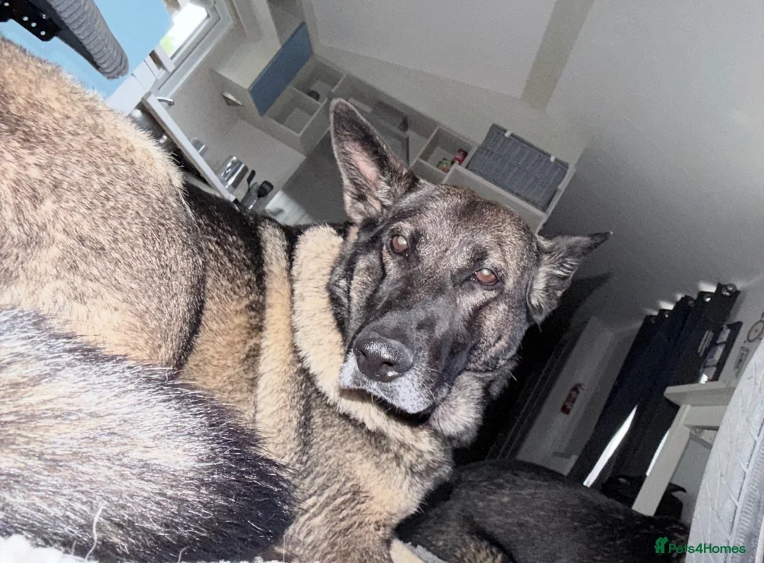Sheprador dogs for sale: Sadie for sale - Advert 1