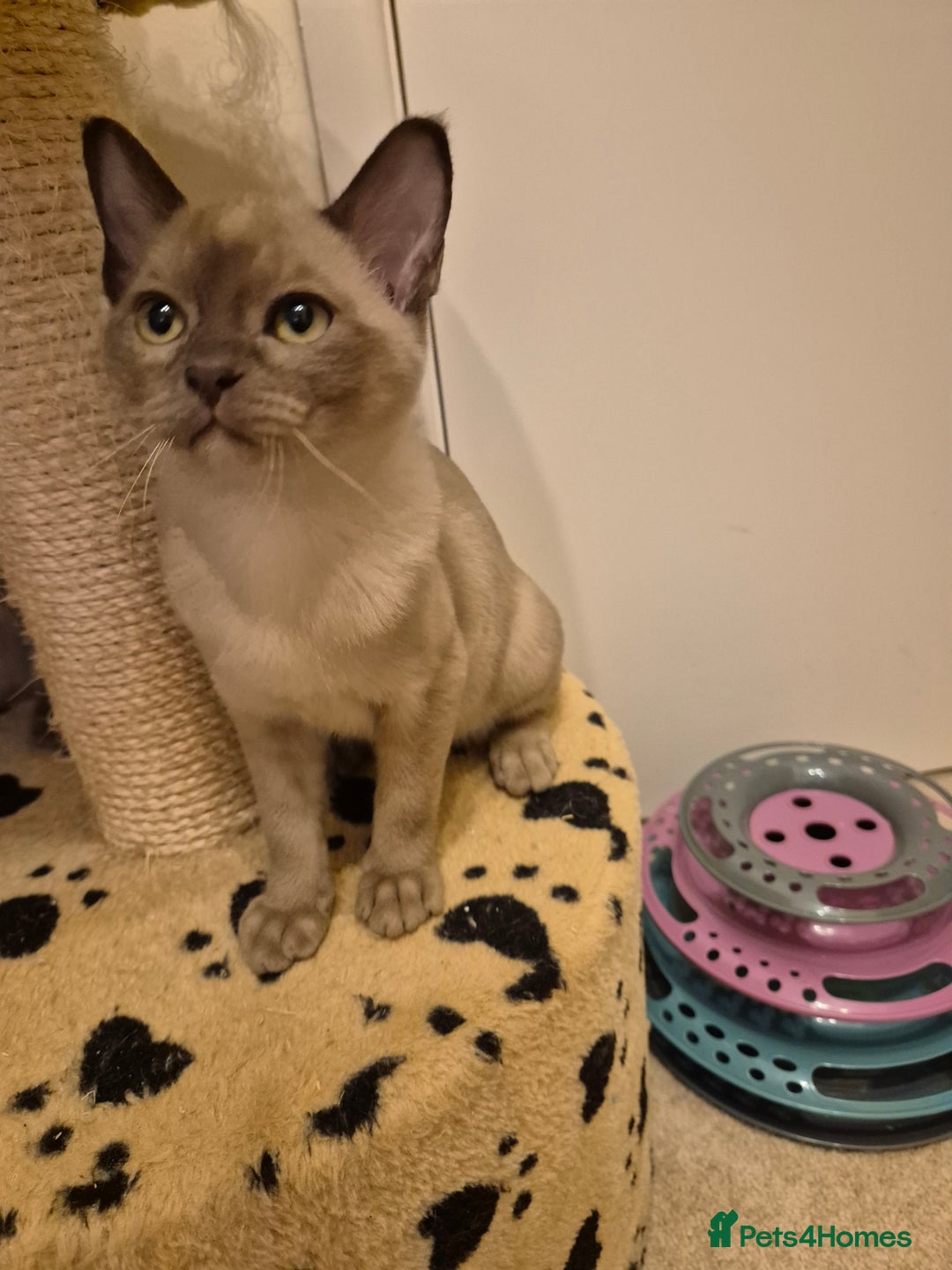 Burmese cats for sale: Pedigree Burmese Kittens - Advert 11