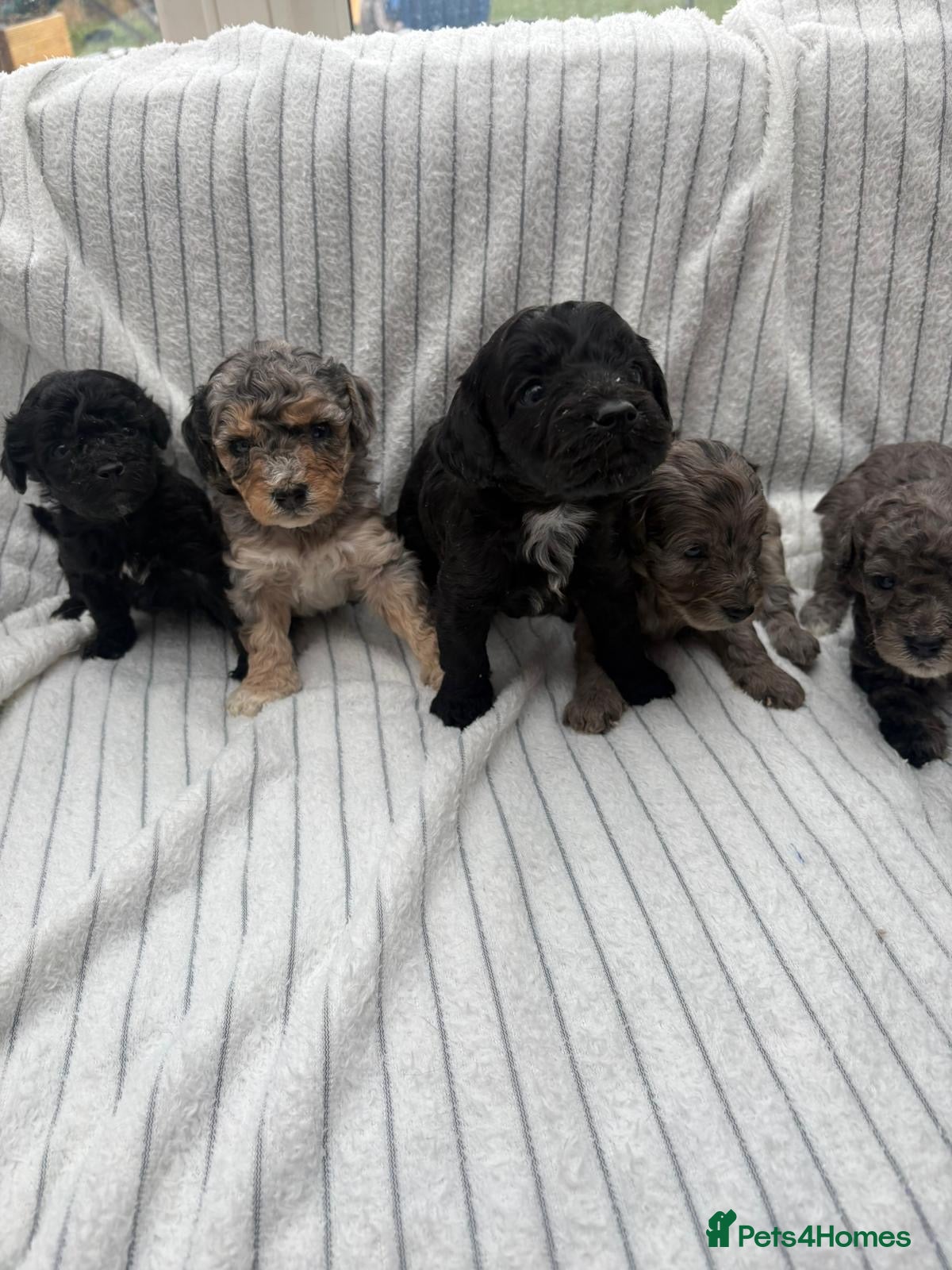 Cavapoo dogs 🐾 OUR BEAUTIFUL F1B CAVAPOO PUPPIES ARE HERE! 🐾 - Advert 2