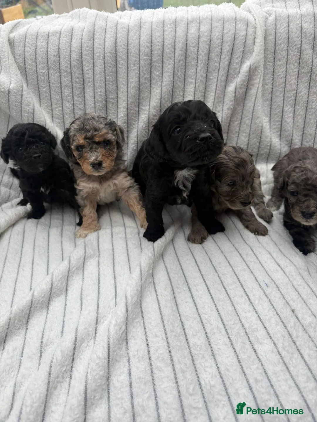 Cavapoo dogs for sale: 🐾 OUR BEAUTIFUL F1B CAVAPOO PUPPIES ARE HERE! 🐾 - Advert 2