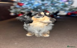 Miniature Dachshund dogs for stud: Mini long haired dapple dachshund Odin for stud.   - Advert 2
