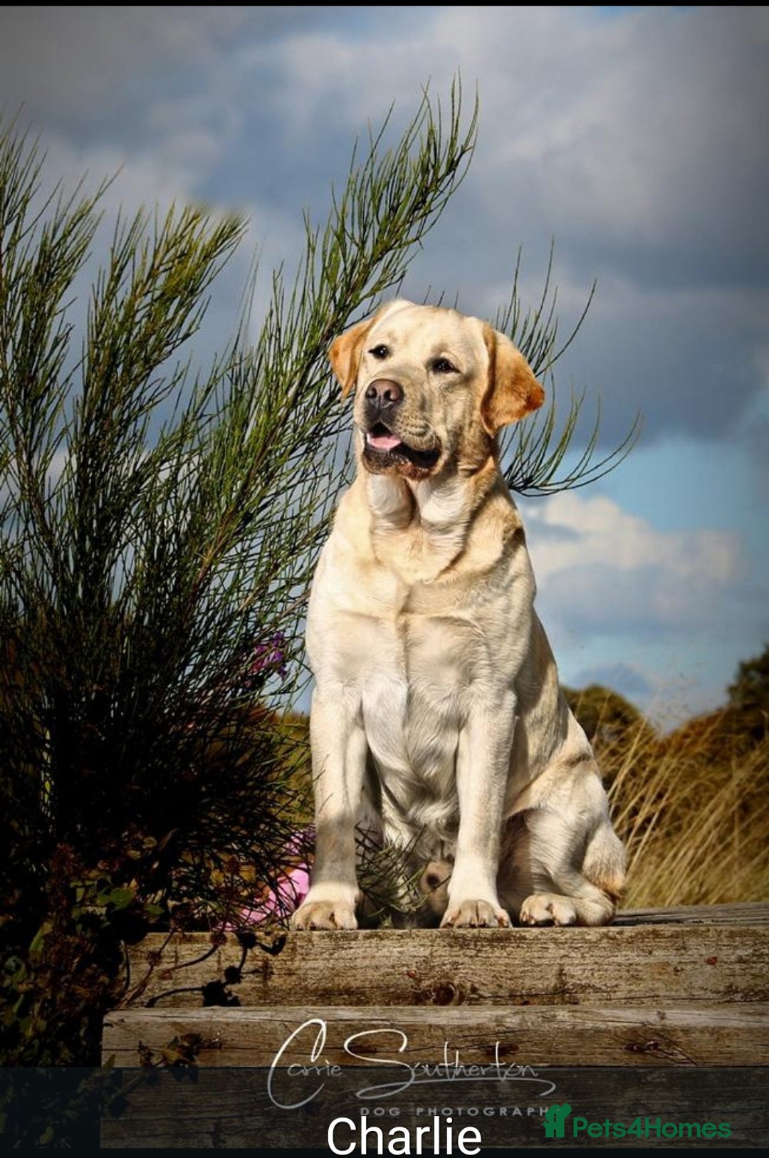 Labrador Retriever dogs for sale: Labrador puppies  - Advert 2