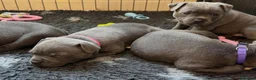 Staffordshire Bull Terrier dogs for sale: PURE Blue English Staffy puppies for sale - Advert 2