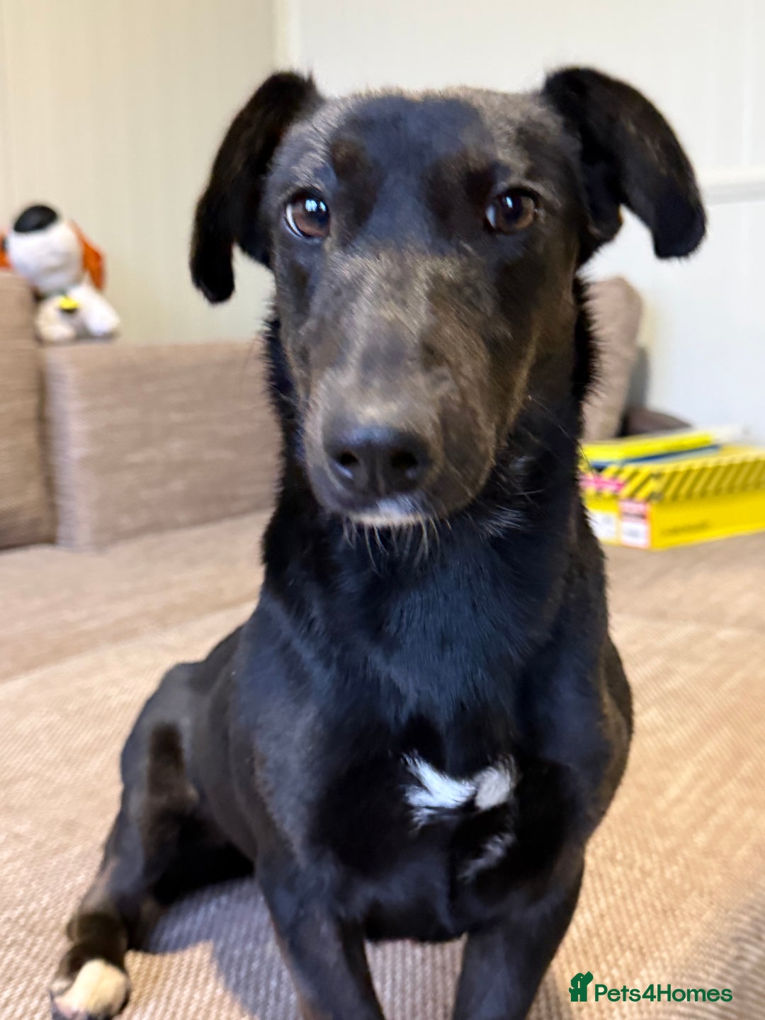 Dachshund dogs for adoption: Cute Lolita looking for LOVE  - Advert 11