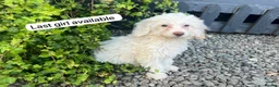 Cockapoo dogs for sale: Cockapoo - Advert 11