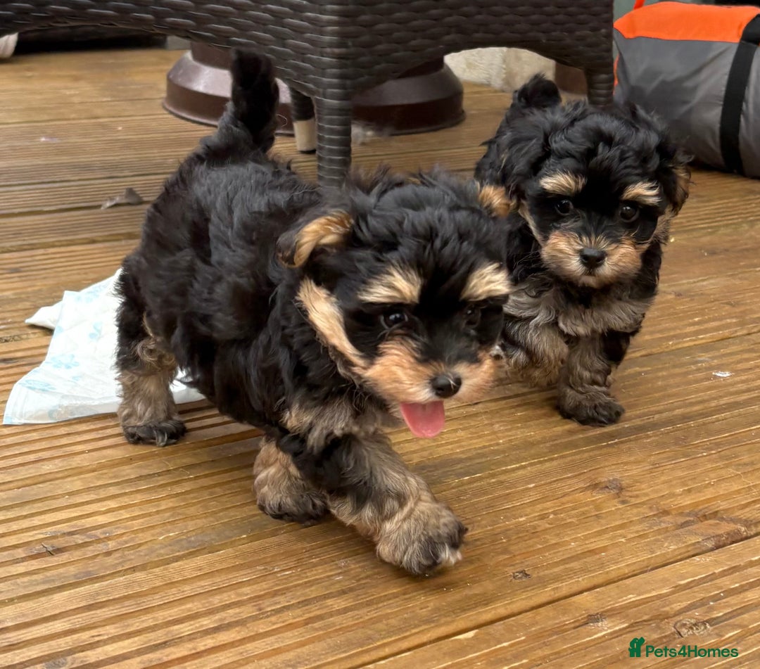Maltipoo dogs for sale: Tiny maltipoo puppies  - Image 10