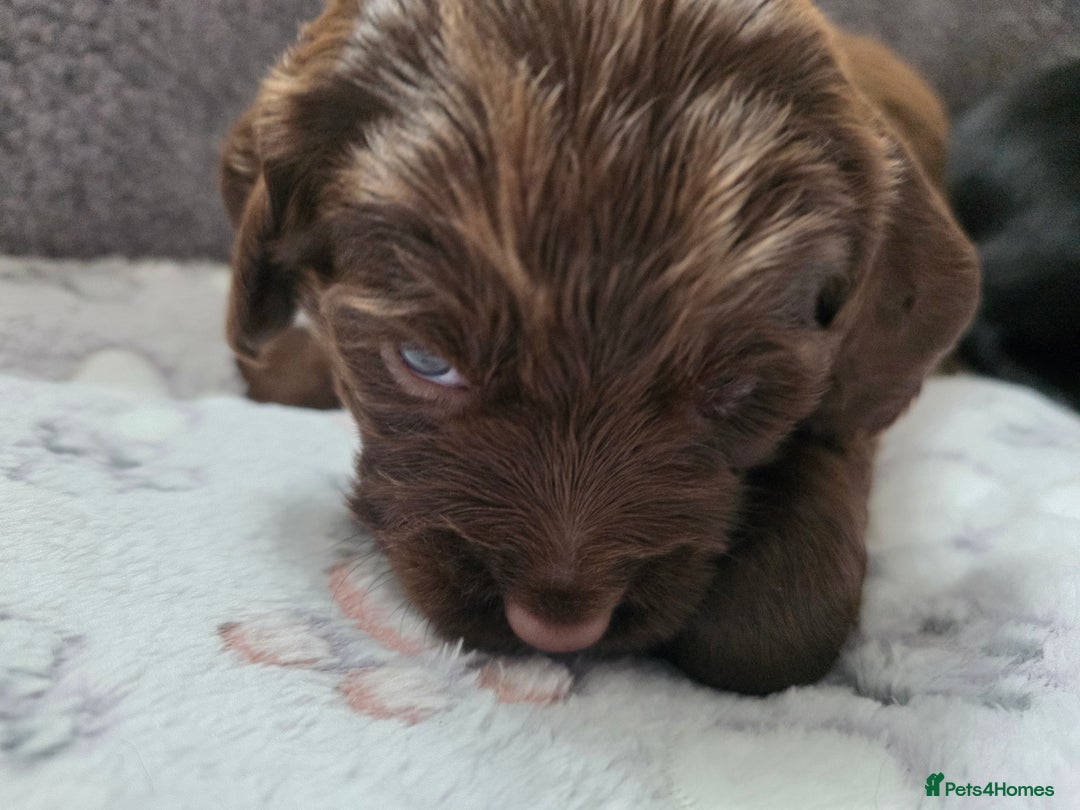Cocker Spaniel dogs for sale: last puppy (girl) of the Working Cocker Spaniel - Advert 28