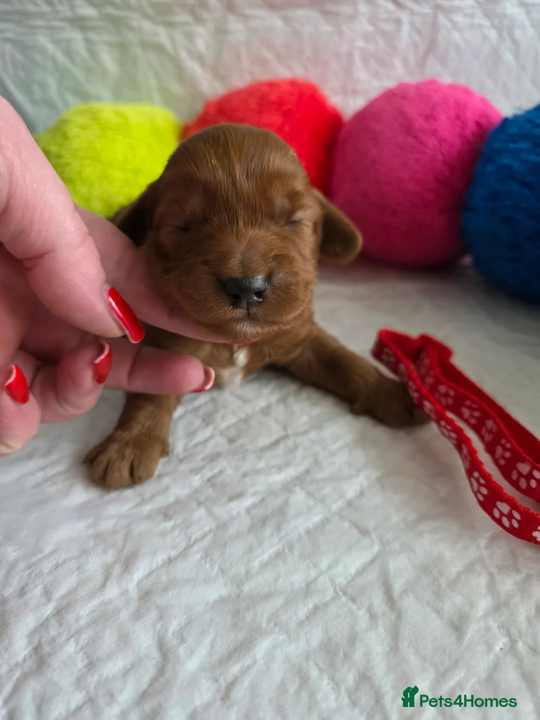 Australian Labradoodle dogs for sale:  👑 Multigen Toy Bred Australian Double Doodles 👑 - Advert 16