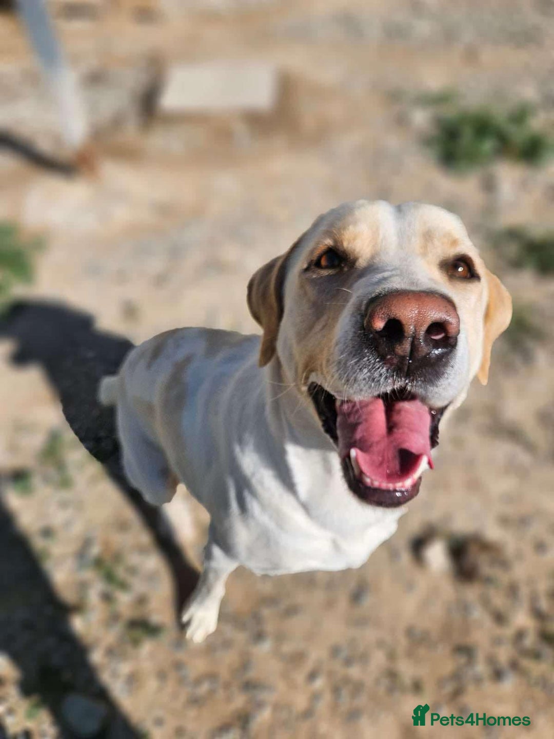 Labrador Retriever dogs for adoption: STORM !  - Image 15