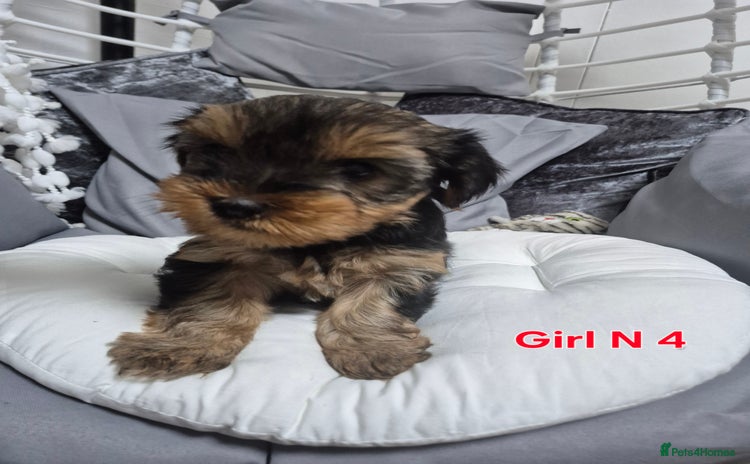 Yorkshire Terrier dogs - Advert 1