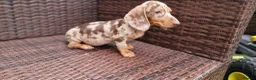 Miniature Dachshund dogs for sale:  Beautiful Mini dachshund   - Advert 9