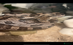 Corn Snake reptiles for sale: Adult Male Corn Snake + Full Setup for Sale - Image 5