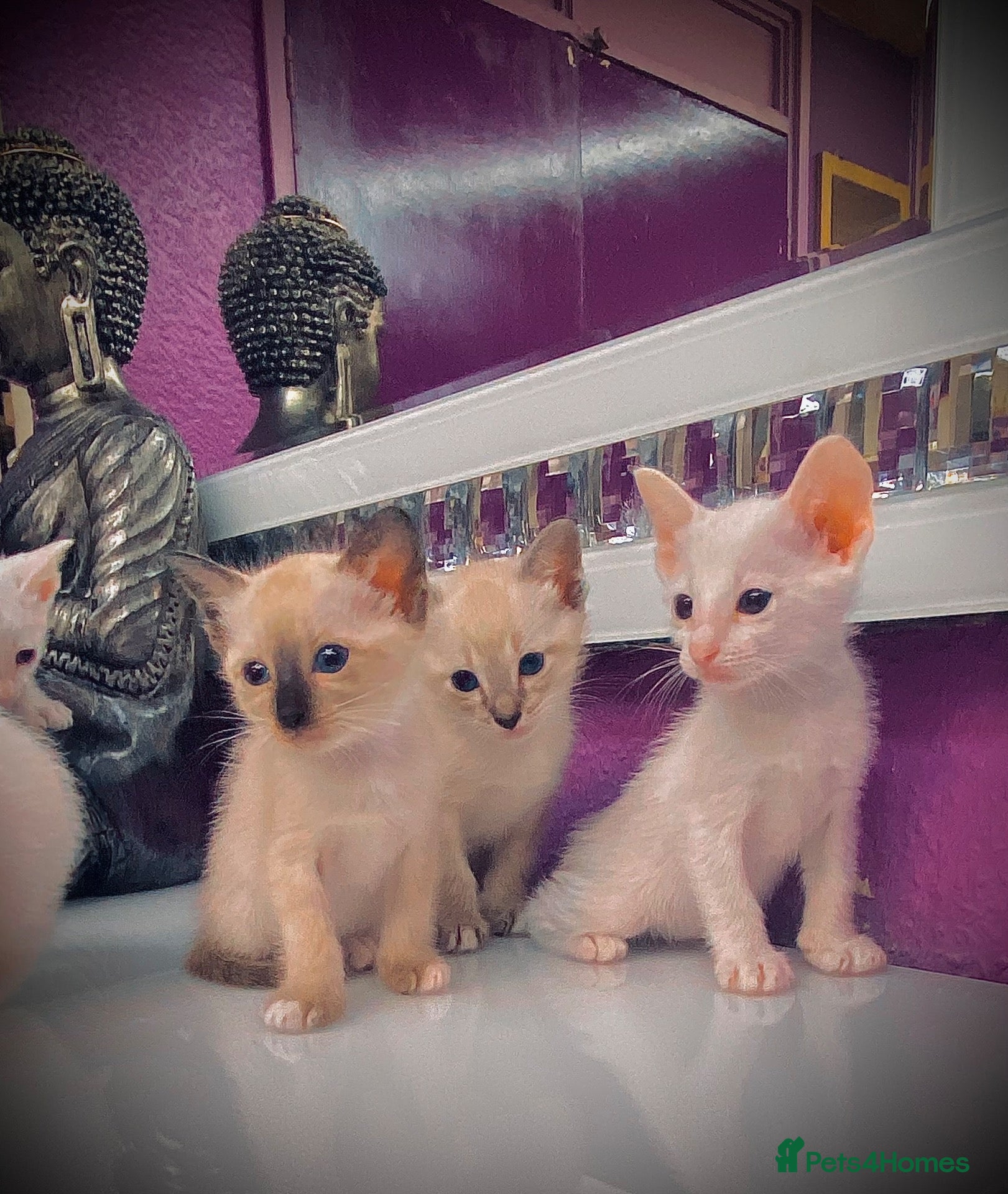 Ragdoll cats for sale: ragdoll kitten different eye colours  - Advert 15