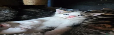 Norwegian Forest Cat 3
