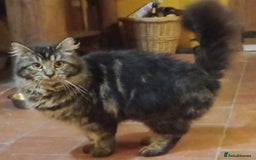 Maine Coon cats for sale: Maine coon Kitten - Image 2
