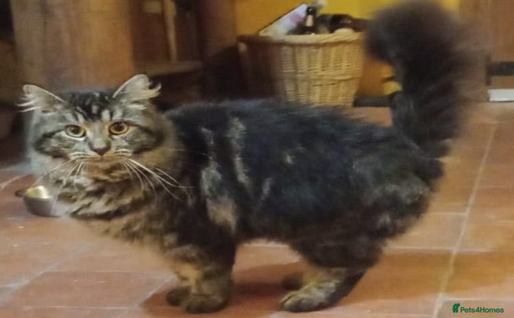 Maine Coon cats - Advert 12