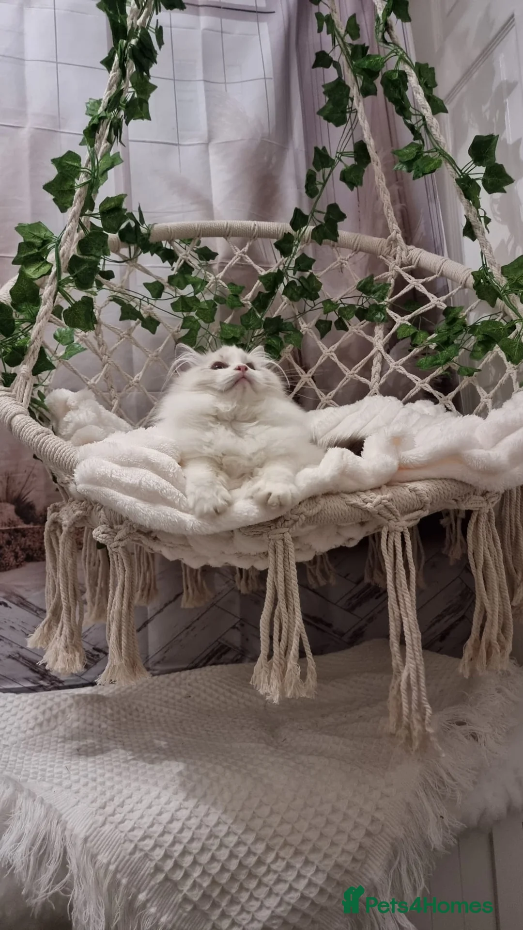 Ragdoll cats for sale: Exceptional Tica Registered Ragdoll Kittens - Advert 35