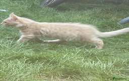 Maine Coon cats for sale: 💖 Maine Coon Kitten Boy Looking for a new home  - Image 5