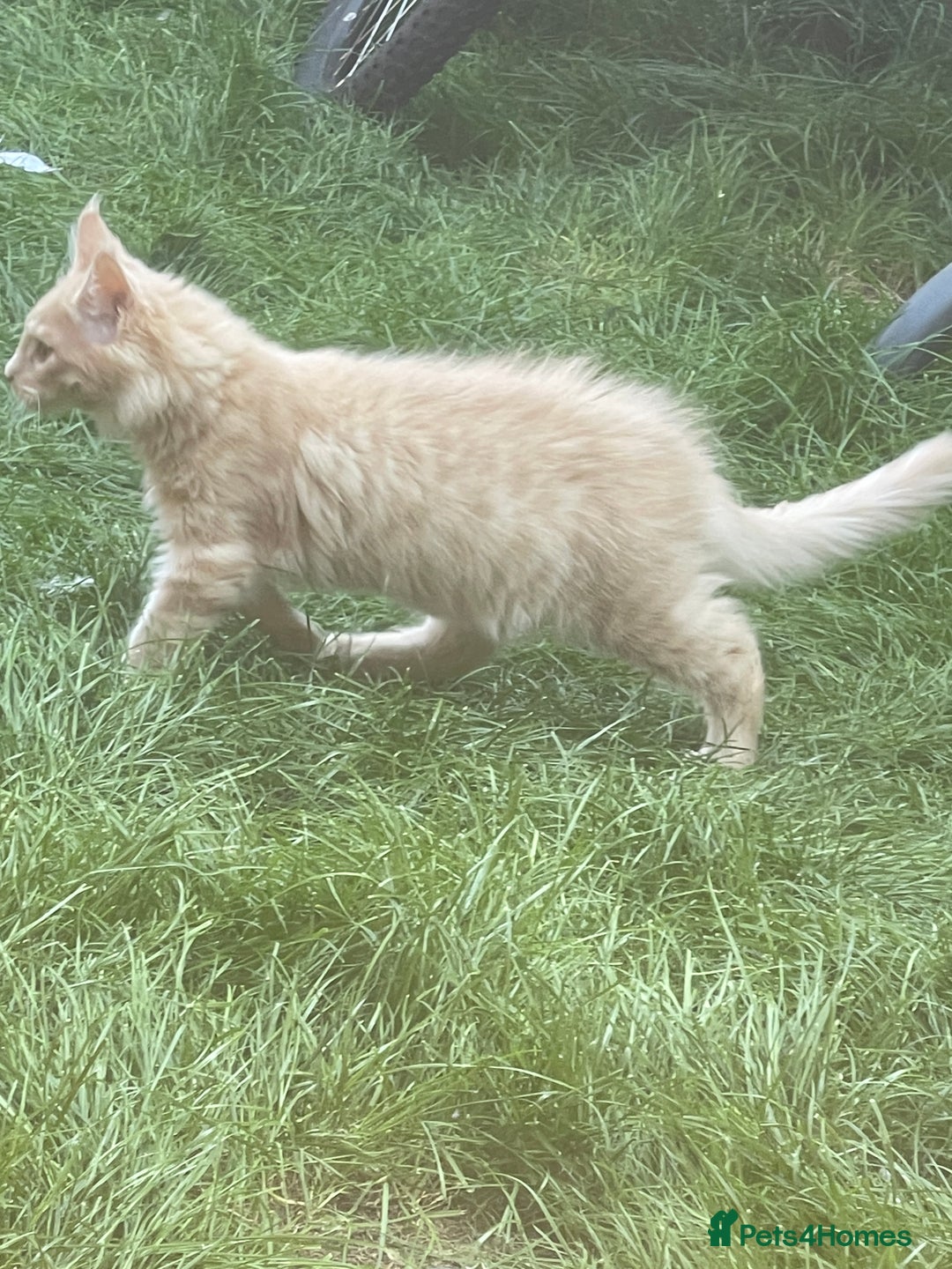 Maine Coon cats for sale: 💖 Maine Coon Kitten Boy Looking for a new home  - Image 5
