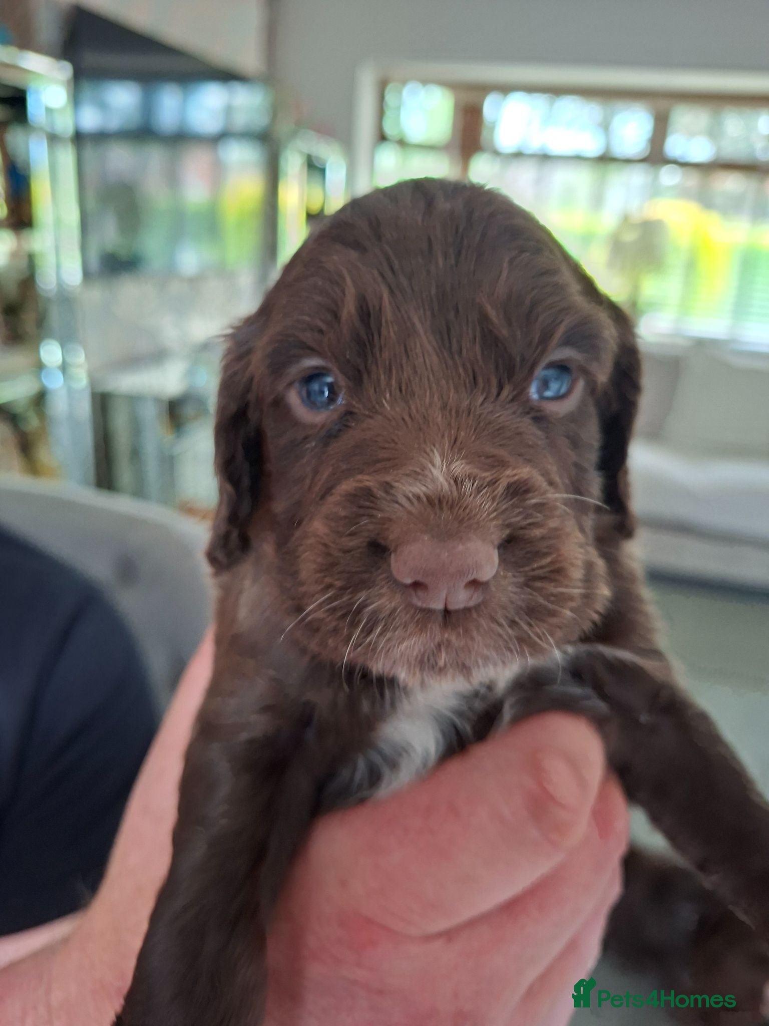 Cocker Spaniel dogs Cocker spaniel puppies  - Advert 3
