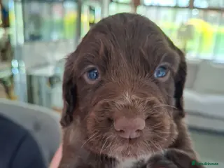 Cocker Spaniel dogs Cocker spaniel puppies - Advert 3