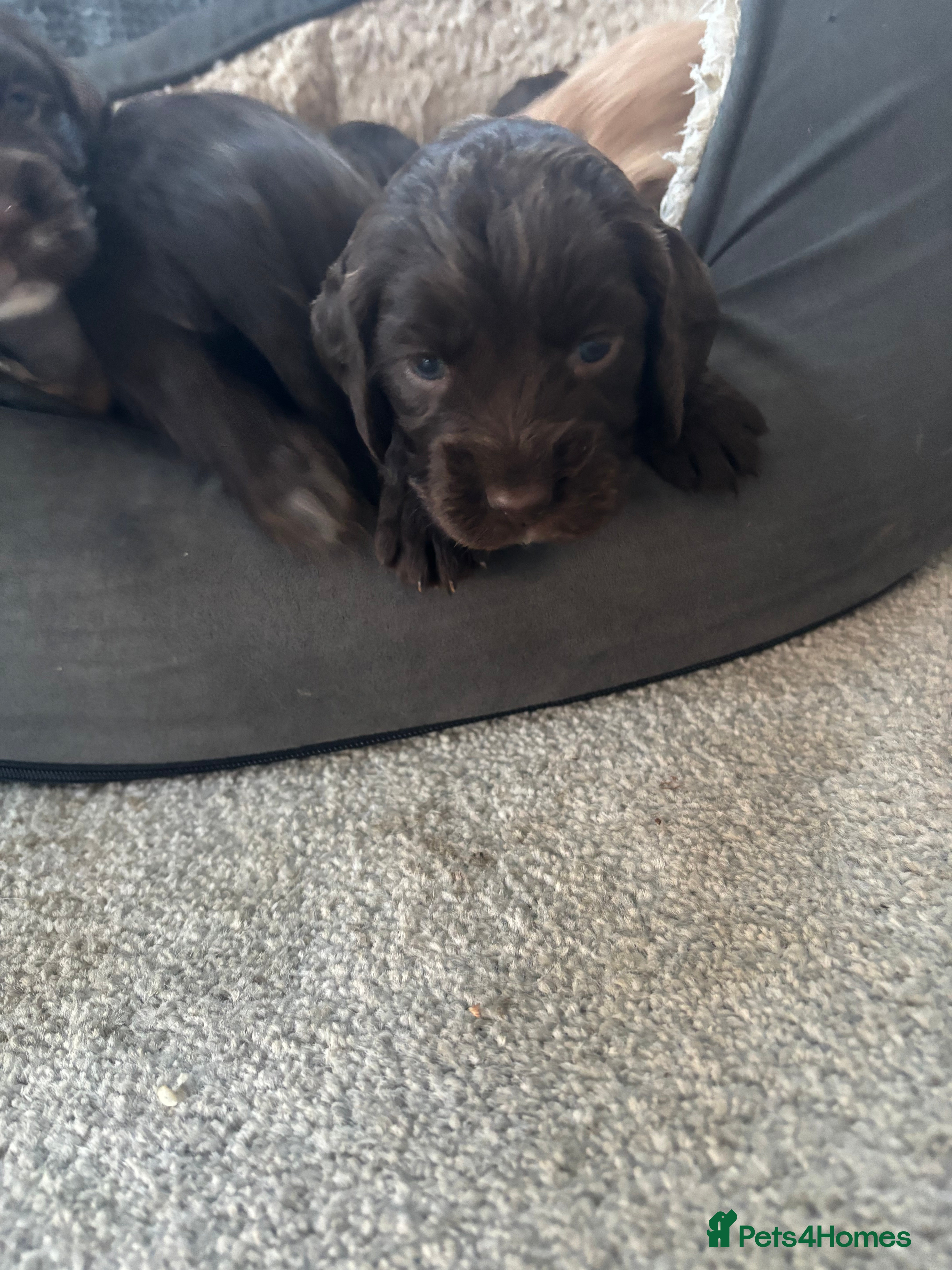 Cocker Spaniel dogs Cocker spaniel puppy - Advert 12