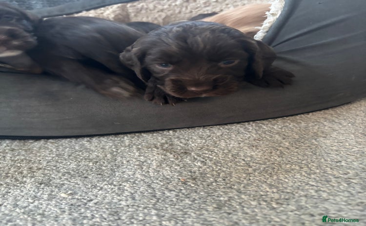 Cocker Spaniel dogs - Advert 4