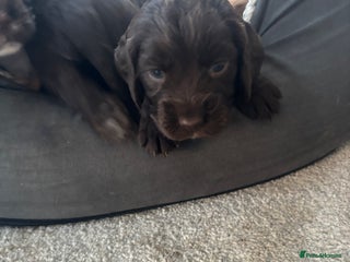 Cocker Spaniel dogs - Advert 23