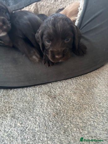 Cocker Spaniel dogs - Advert 4