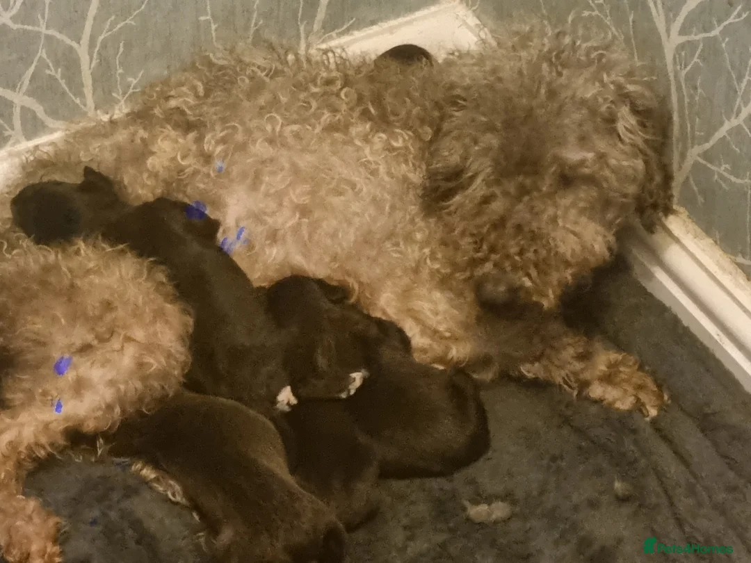 Mixed Breed dogs for sale: Bedlington x whippet pups  - Advert 7