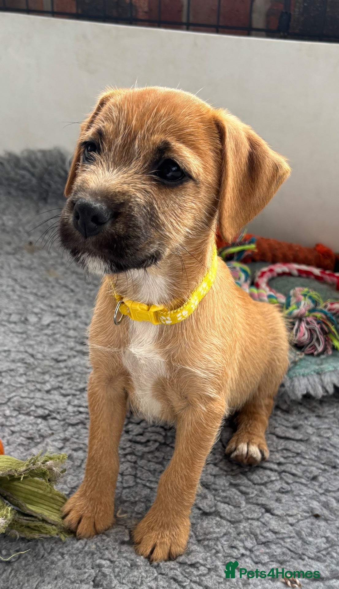Mixed Breed dogs Beautiful BorderJack Puppies - Advert 1