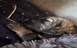 Schnoodle dogs for sale: Gorgeous schnoodle puppies  - Image 19