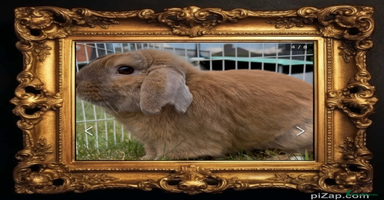 Mini Lop rabbits Spayed and neutered rabbits for adoption Vac rhd2 - Advert 4