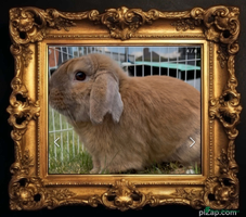 Mini Lop rabbits Spayed and neutered rabbits for adoption Vac rhd2 - Advert 4