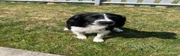 English Springer Spaniel dogs for stud: Ralph for Stud. - Advert 5