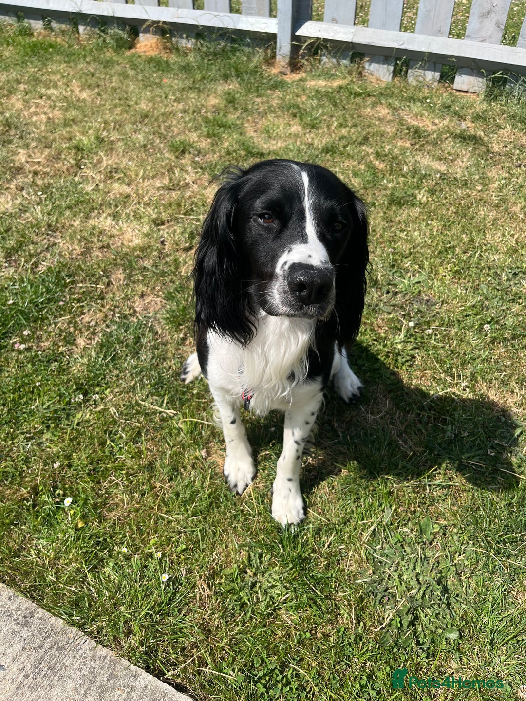 English Springer Spaniel dogs for stud: Ralph for Stud. - Advert 5