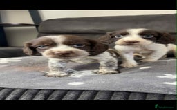 Cocker Spaniel dogs for sale: Cocker Spaniel Puppy’s  - Image 10